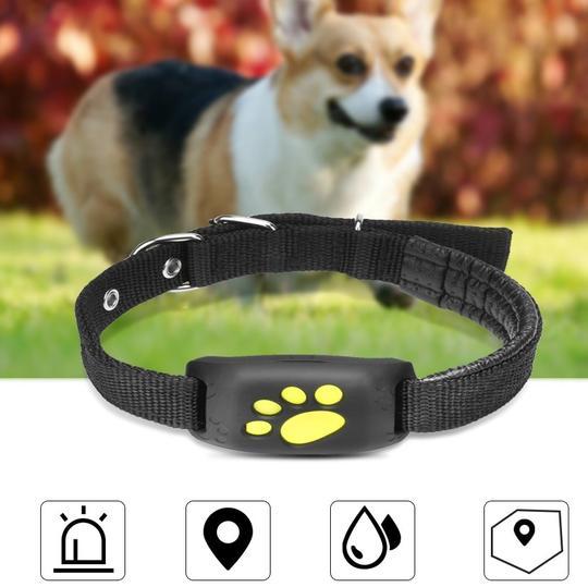 Black dog collar with a yellow paw print on a blurred outdoor background