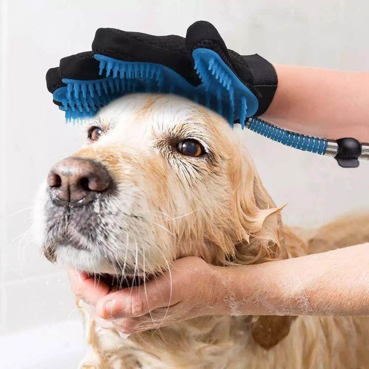Dog being bathed with a grooming tool on a plain background